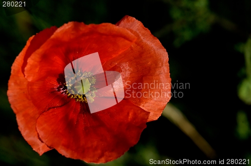 Image of poppy