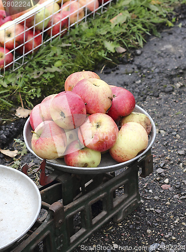 Image of Overripe apples on the old scales 