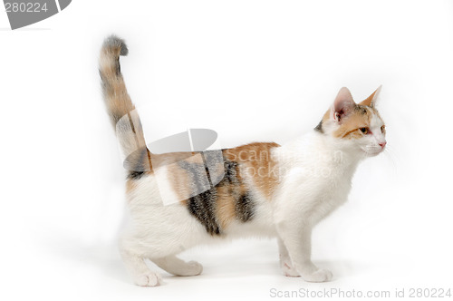 Image of Cat on white background