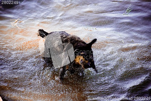 Image of Dog by  the river