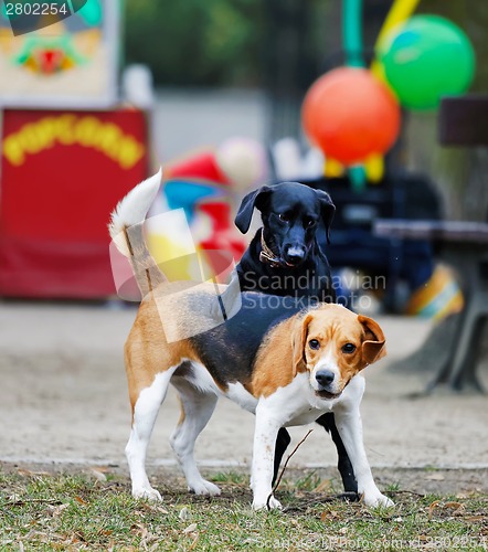 Image of Two dogs