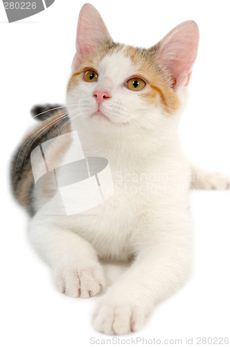 Image of Cat on white background