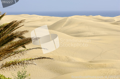 Image of Palm and sand dunes