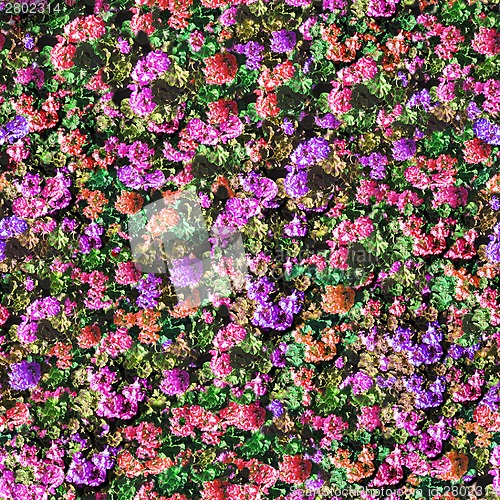 Image of geranium flowers