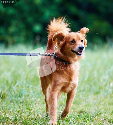 Image of Cute dog
