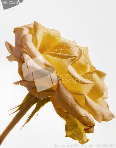 Image of Beautiful rose