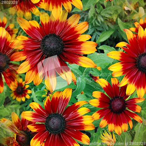 Image of natural flowers