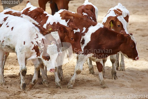 Image of rodeo competition is about to begin