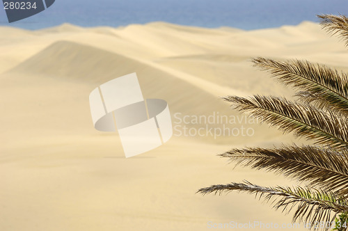 Image of Palm and sand dunes