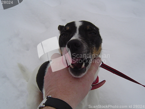 Image of Dog in The Snow.