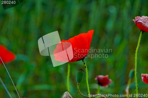 Image of poppy