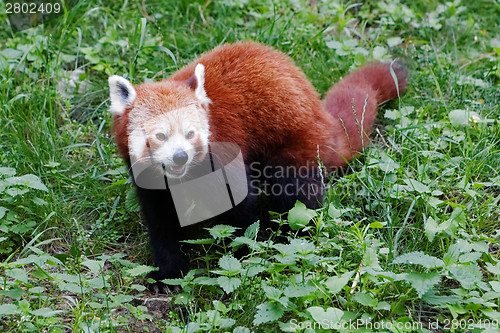 Image of Red panda