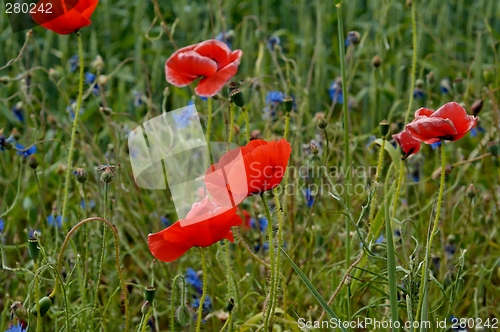 Image of poppy