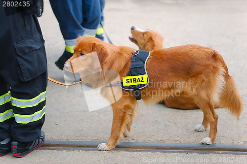 Image of Cute dog in fire brigade