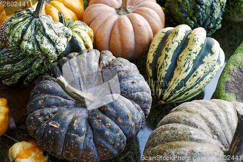 Image of Pumpkins