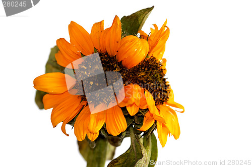 Image of sunflower