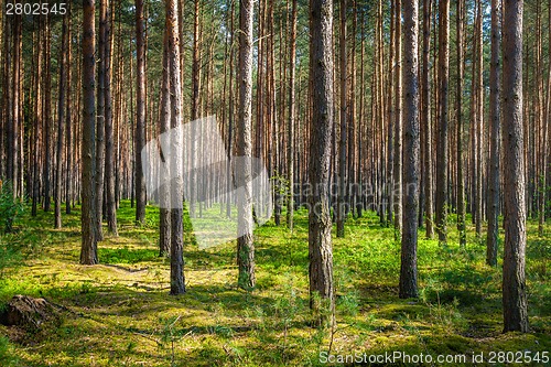 Image of Forest in Poland