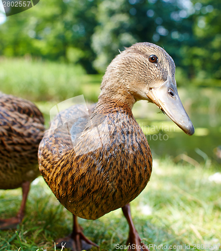 Image of Very cute and charming ducklings