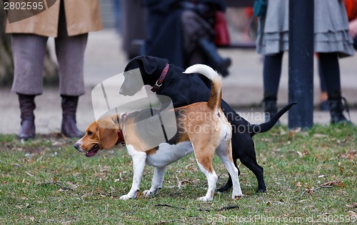 Image of Two dogs