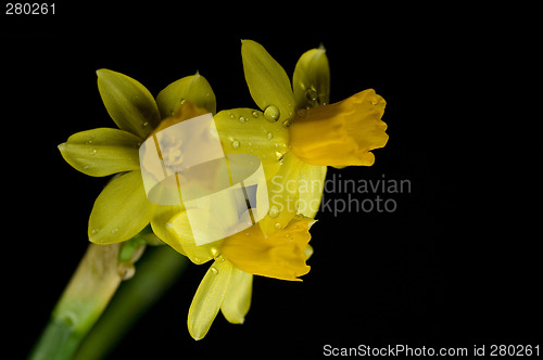 Image of daffodil