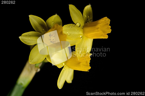 Image of daffodil