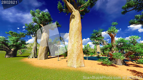 Image of African baobabs