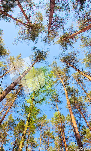 Image of Beech forest