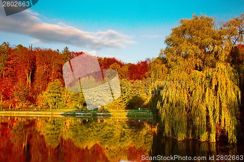 Image of Pond by the forest