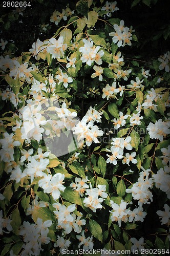 Image of Tiny flowers on tree