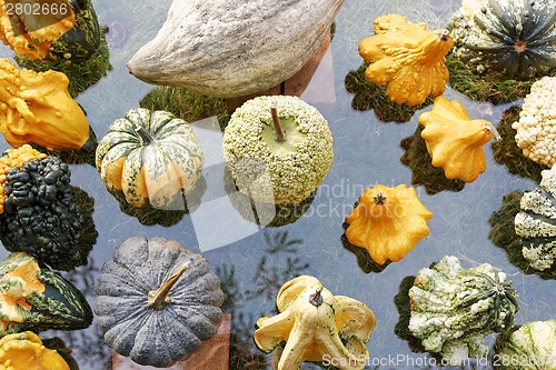 Image of Pumpkins