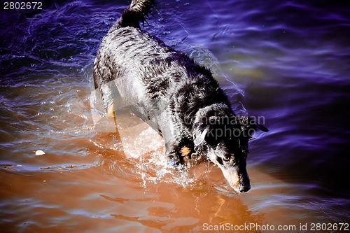 Image of Dog by  the river