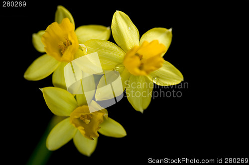 Image of daffodil