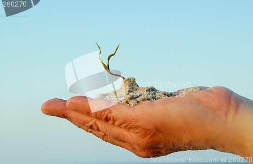 Image of hand and plant