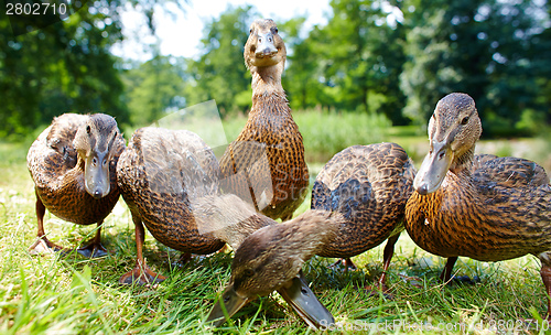 Image of Very cute and charming ducklings