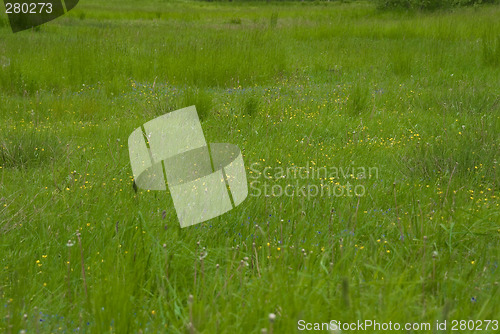 Image of grass