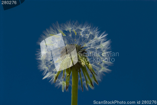 Image of dandelion