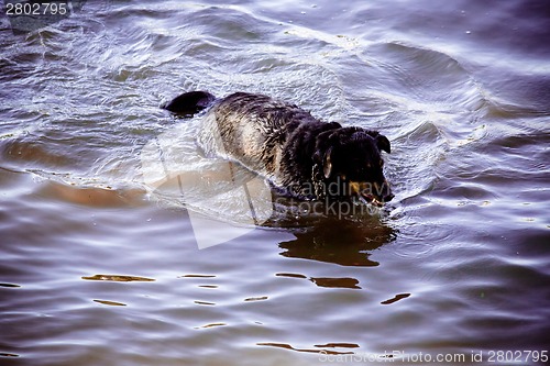 Image of Dog by  the river