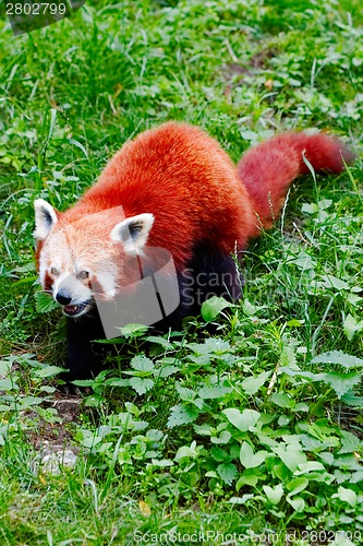 Image of Red panda