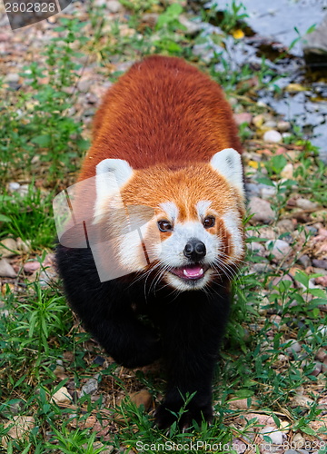 Image of Red panda ( Ailurus fulgens)