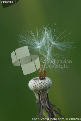 Image of dandelion