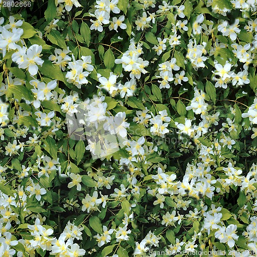 Image of Tiny flowers on tree