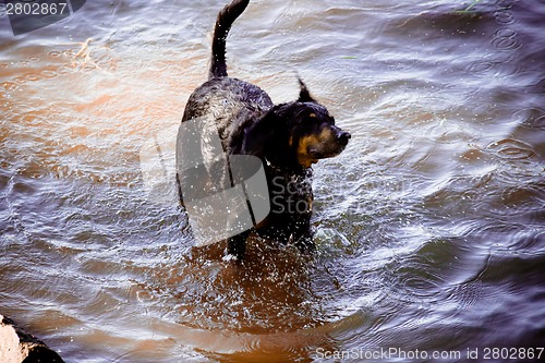Image of Dog by  the river