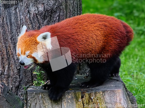 Image of Red panda ( Ailurus fulgens)