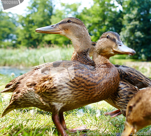 Image of Very cute and charming ducklings