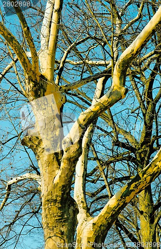 Image of Tree canopy