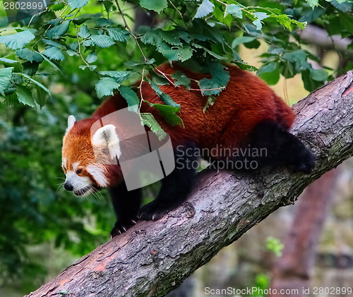 Image of Red panda ( Ailurus fulgens)