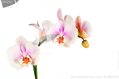 Image of orchid