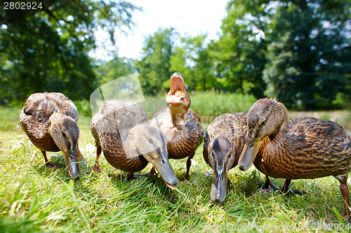 Image of Very cute and charming ducklings