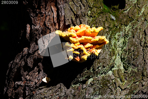 Image of Bracket fungus