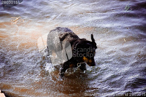 Image of Dog by  the river